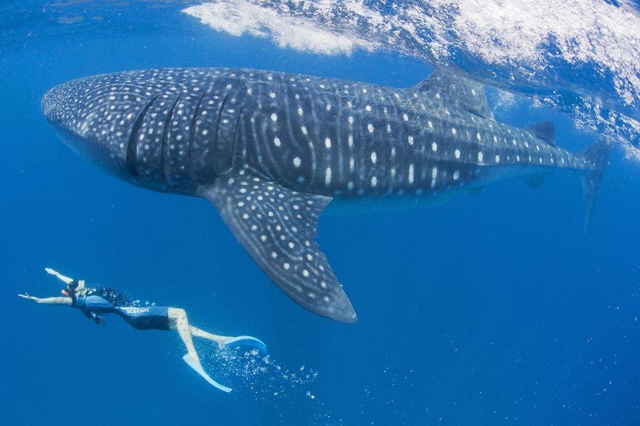 Η «δίαιτα» του φαλαινοκαρχαρία: 137 κομμάτια πλαστικό την ώρα