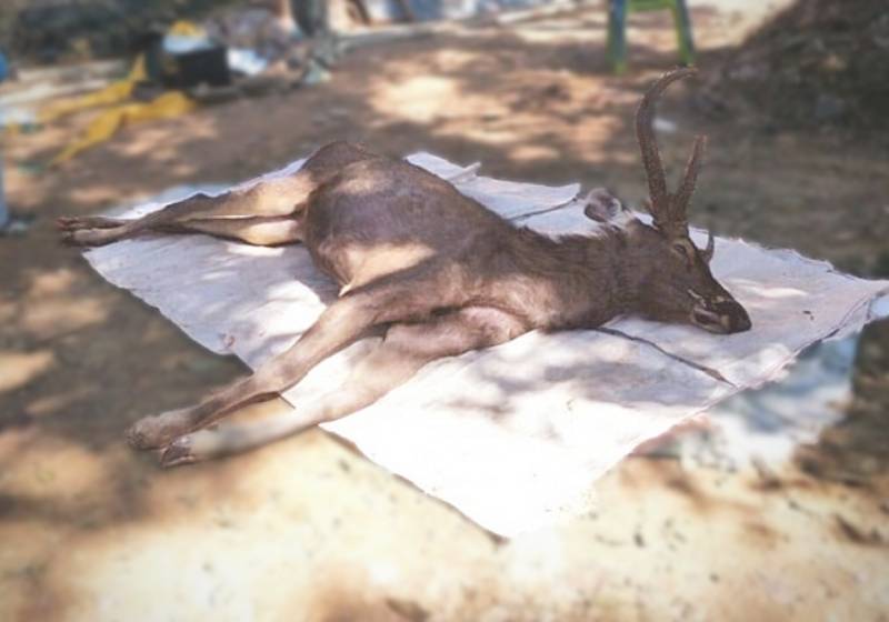 Ελάφι βρέθηκε νεκρό με πλαστικές σακούλες και εσώρουχα στο στομάχι του