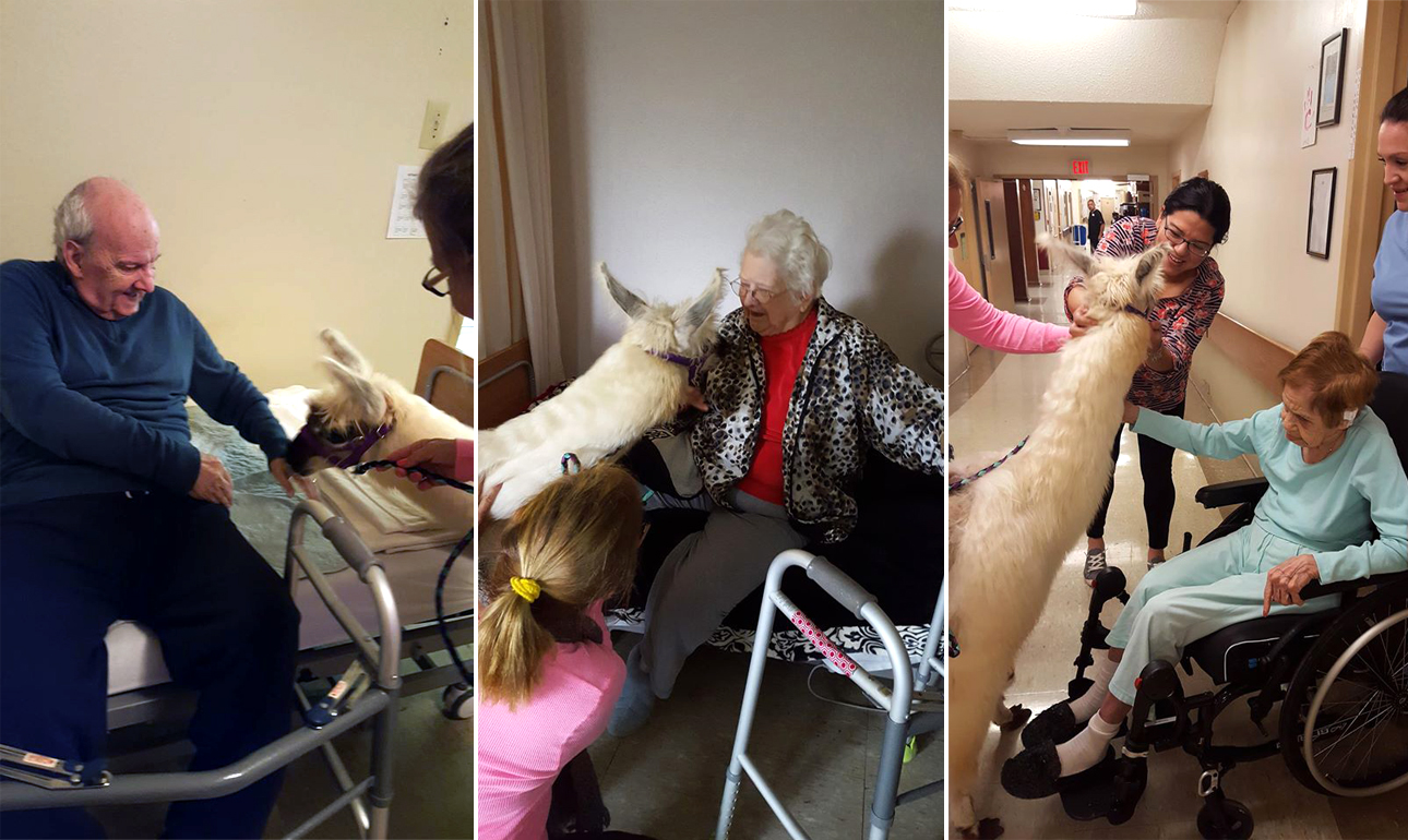 Ενα λάμα σε ρόλο θεραπευτή