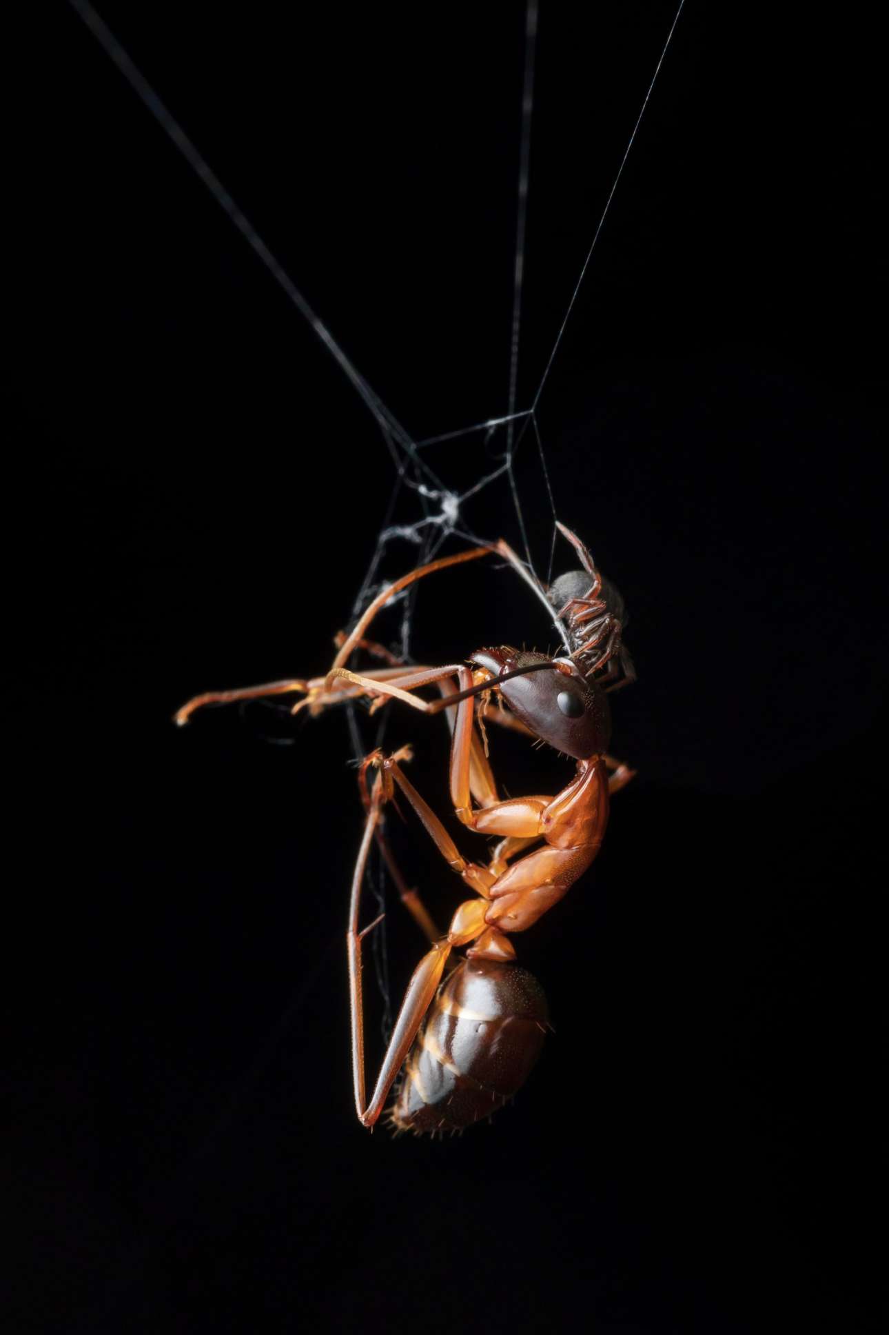 Δηλητηριώδης αράχνη ετοιμάζεται για το γεύμα της, ένα μυρμήγκι πολλαπλάσιου μεγέθους που έχει πιαστεί στον ιστό της