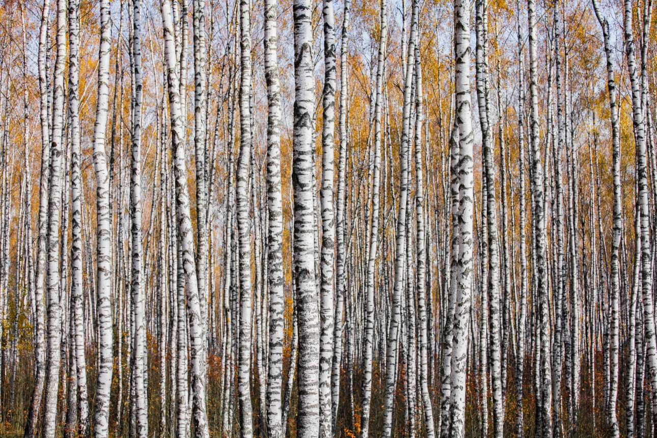 Δάσος από σημύδες στο Μογκίλεβ της Λευκορωσίας, ένα δέντρο με θεραπευτικές ιδιότητες στις δερματικές παθήσεις