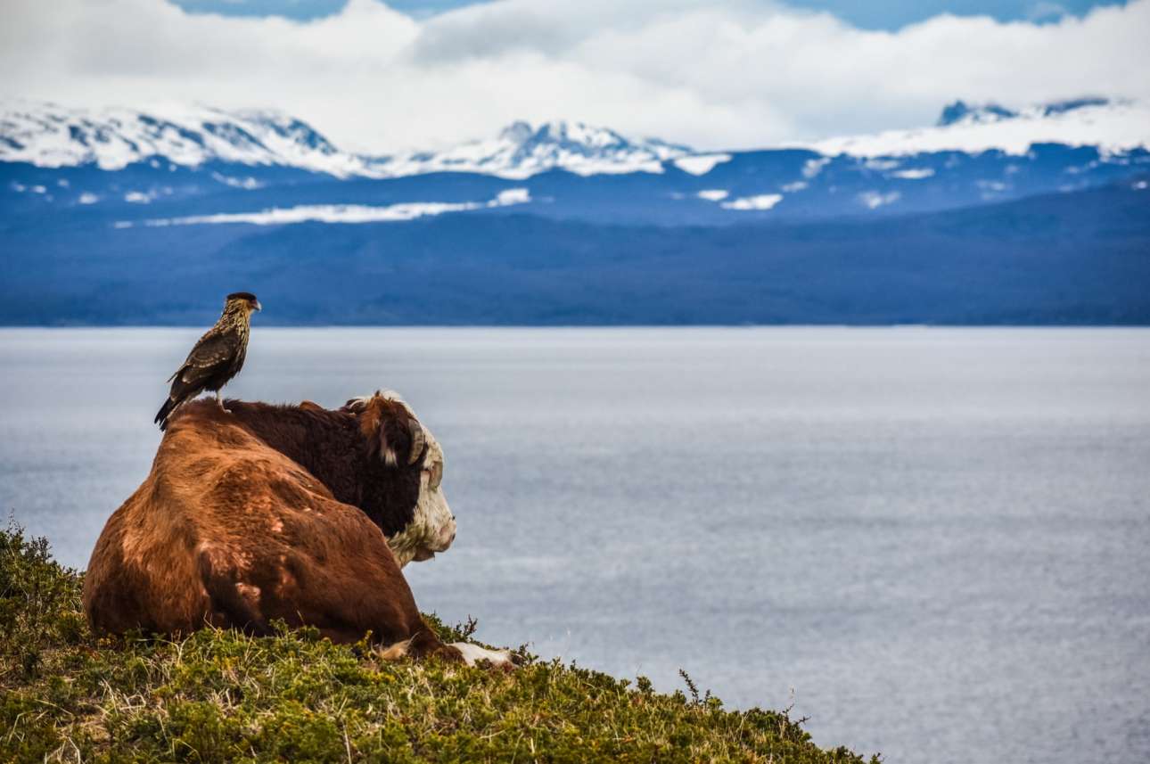 Μία αγελάδα και ένα πουλί σε στιγμές ατελείωτης χαλάρωσης, ατενίζουν τις Ανδεις, στο σημείο μεταξύ Αργεντινής και Χιλής