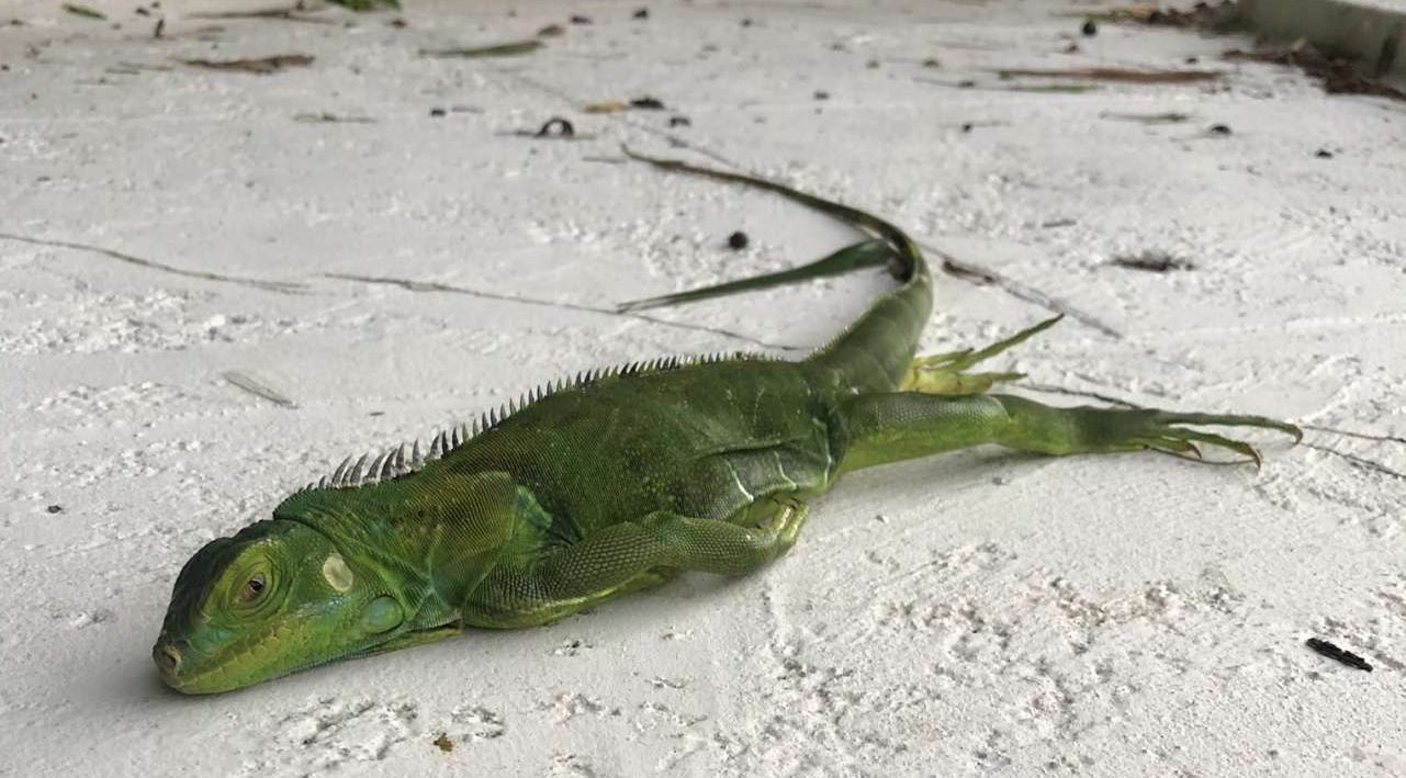 Φλόριντα: Κάνει τόσο κρύο που τα ιγκουάνα… πάγωσαν και πέφτουν από τα δέντρα