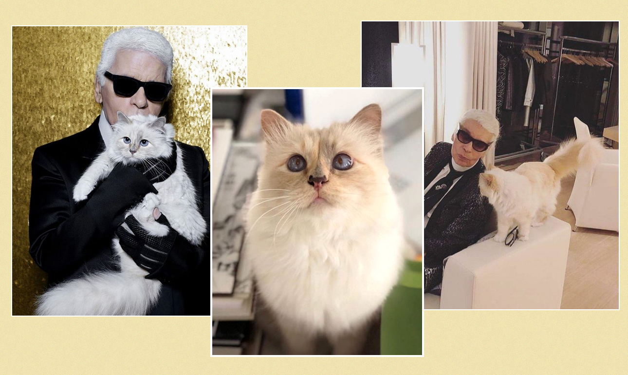 Αλήθεια, τι απέγινε η Σουπέτ, η γάτα του Λάγκερφελντ;