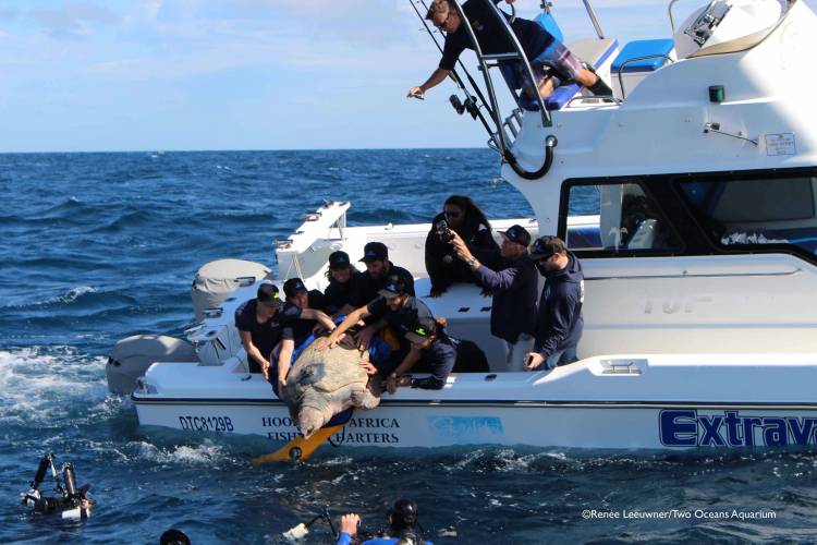 Χελώνα-θαλασσοπόρος κάλυψε 35.000 χιλιόμετρα μέσα σε δύο χρόνια!