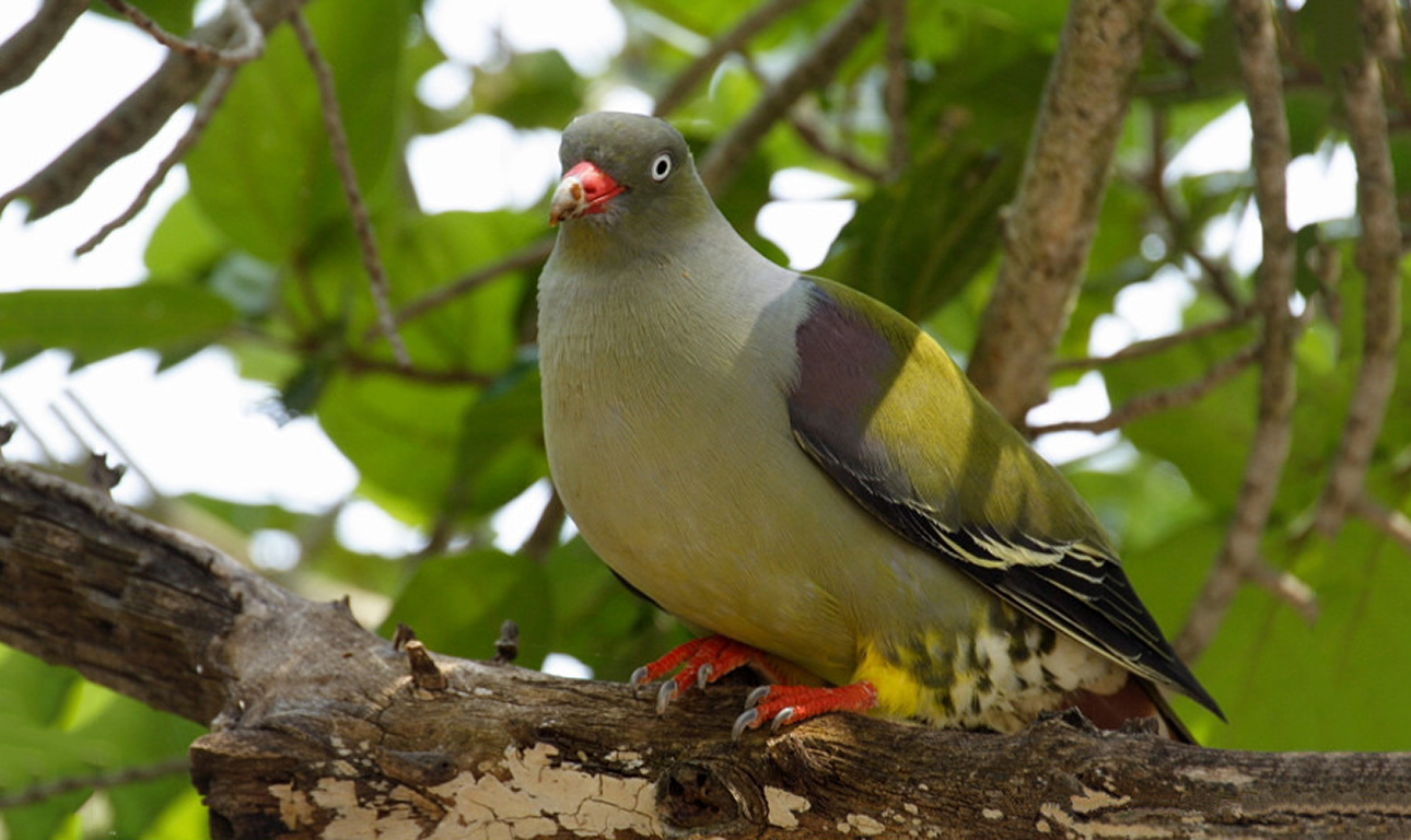 Τα αφρικανικά περιστέρια μιλούν όπως οι άνθρωποι!