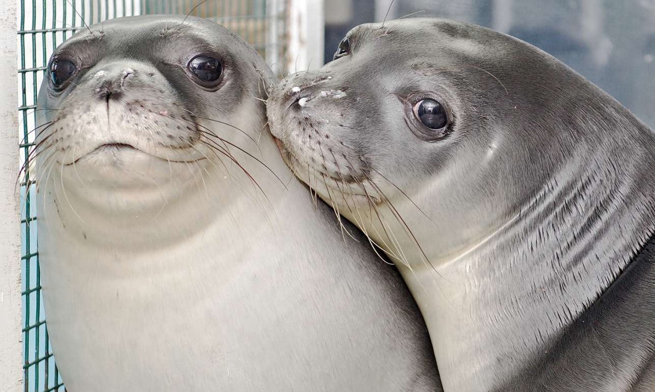 Η Λένα και η Νικόλ κολυμπούν ξανά στις Κυκλάδες, γερές, δυνατές και ελεύθερες