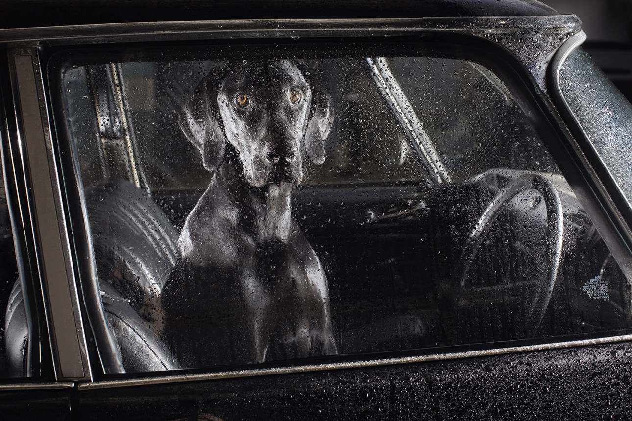Εντρομος ο Πρόσπερο... Σύμφωνα με τον φωτογράφο, «κανένα από τα σκυλιά δεν υπέφερε στη φωτογράφιση, ούτε έμεινε μέσα για πολλή ώρα, ενώ υπήρχε ζαμπόν και τυρί μέσα στο αυτοκίνητο και μια μεγάλη αγκαλιά τους περίμενε στο τέλος»