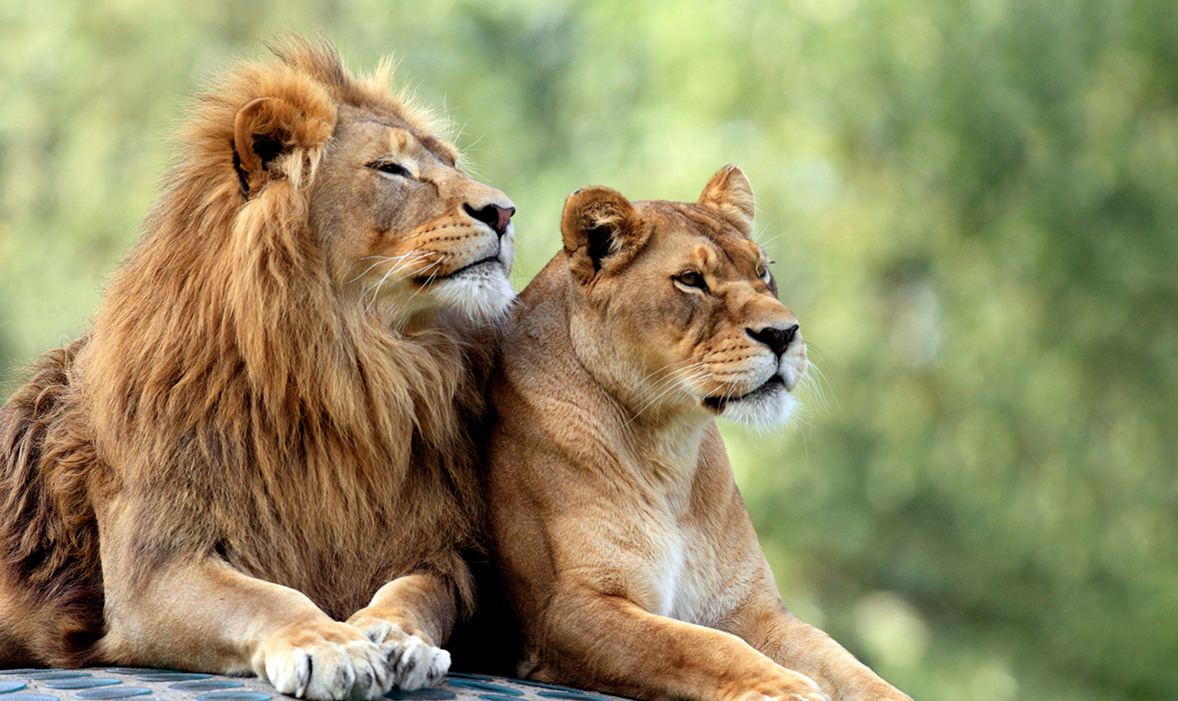 Γιατί τα θηλυκά είναι οι νικητές της ζωής;