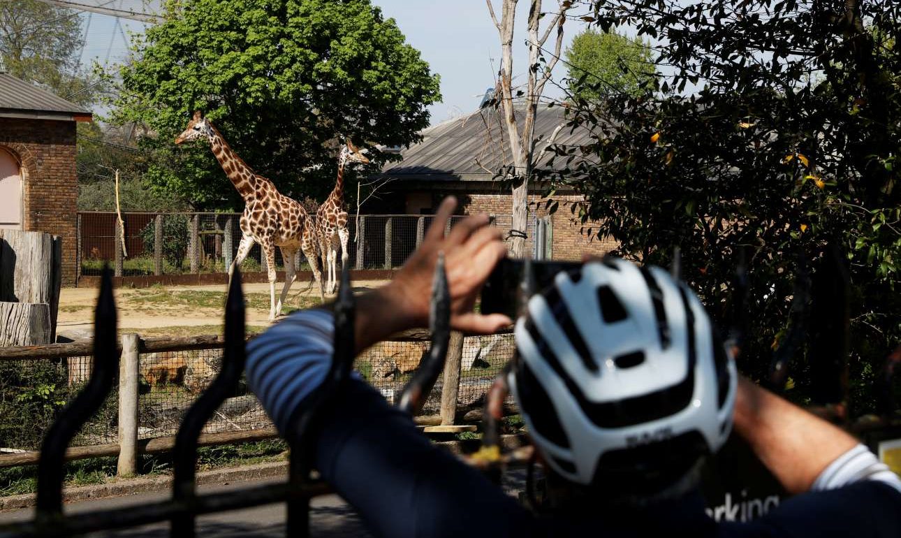 Οι ζωολογικοί κήποι ίσως αναγκαστούν να «θυσιάσουν» κάποια ζώα