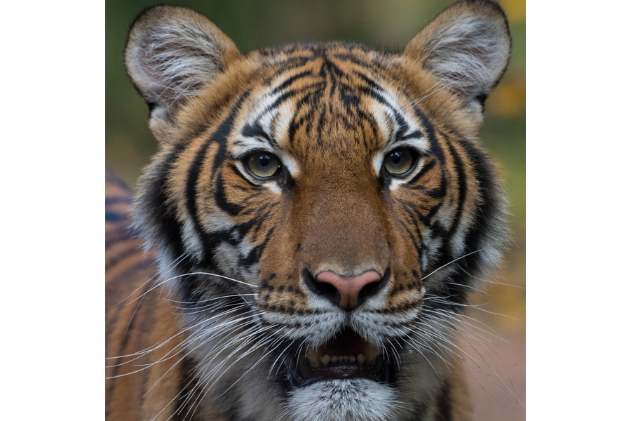 Θετική στον κορονοϊό τίγρη στη Νέα Υόρκη!