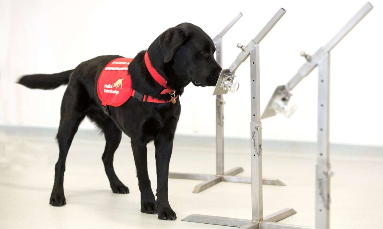 Βρετανία: Τα σκυλιά που θα μυρίζουν τον κορονοϊό σε ασυμπτωματικούς φορείς