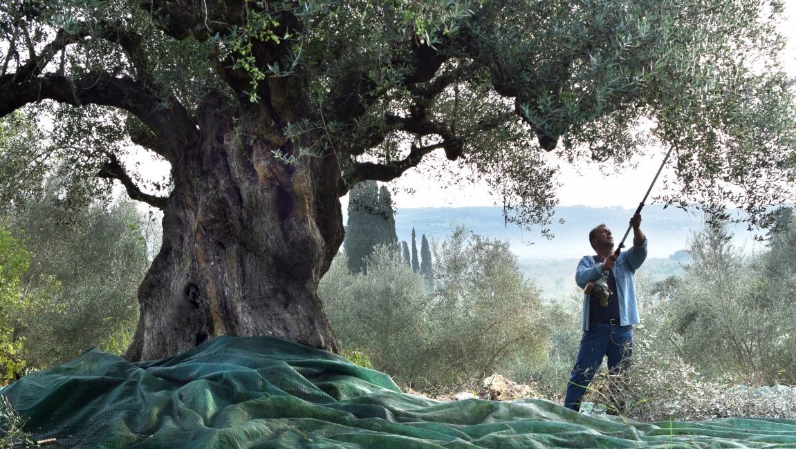 Βακτήριο απειλεί με αφανισμό τις ελιές και στην Ελλάδα