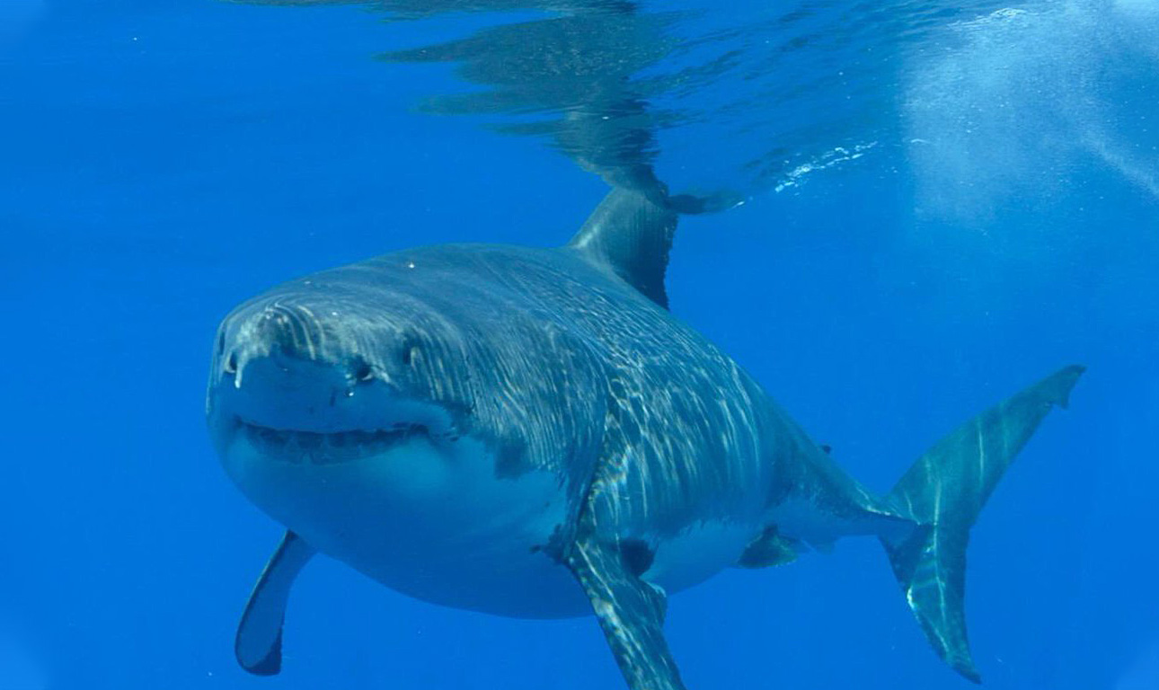 Επέστρεψε μετά από έναν χρόνο εξαφάνισης ο «πρέσβης» των ωκεανών