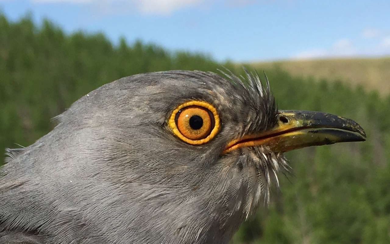 Ενας κούκος δεν φέρνει την άνοιξη, αλλά μπορεί να κάνει 12.000 χλμ. πετώντας