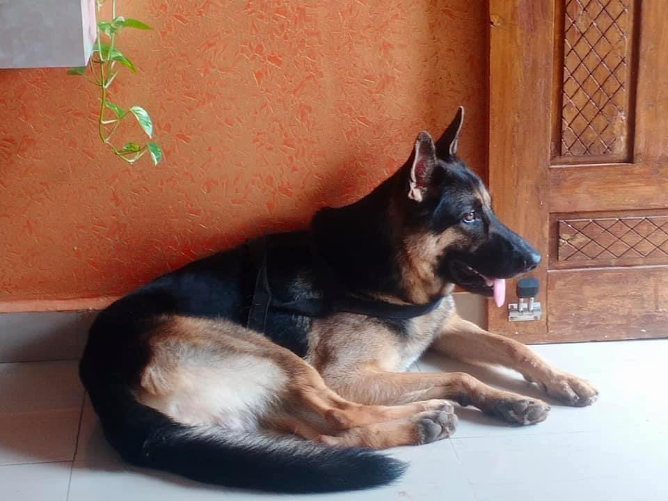 Πέθανε ο πρώτος σκύλος που κόλλησε κορονοϊό