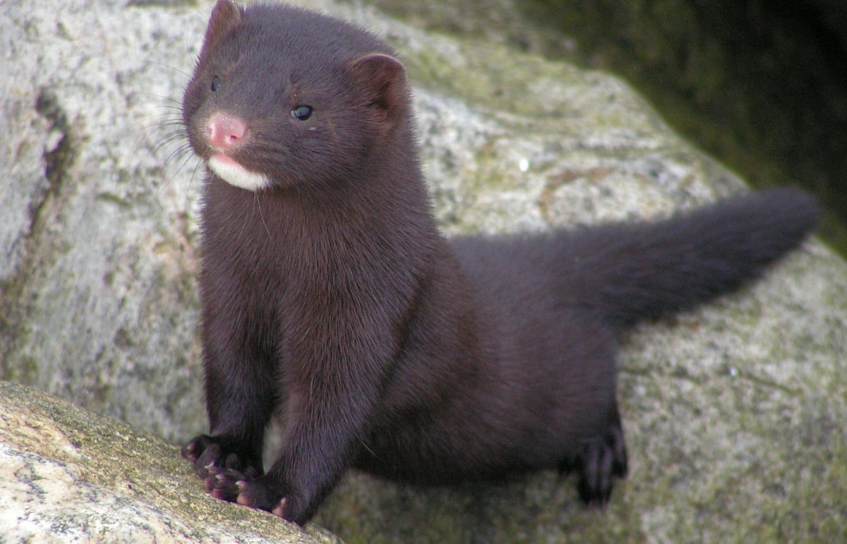 Η Ισπανία διέταξε την εξολόθρευση σχεδόν 100.000 μινκ στο όνομα της πανδημίας