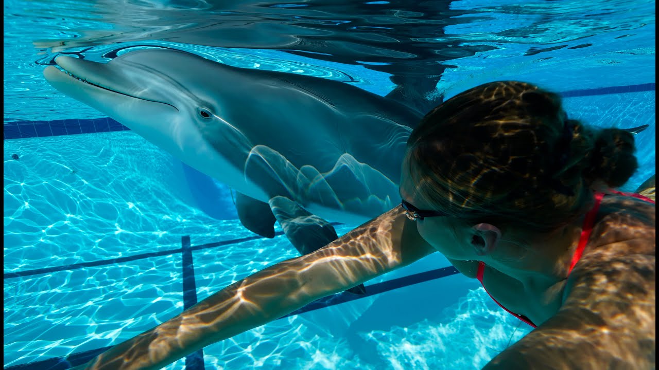 Σόου στα θαλάσσια πάρκα με δελφίνια – ρέπλικες