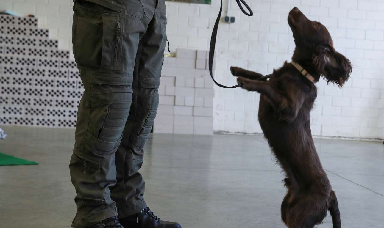 Γερμανία: Υποχρεωτική η βόλτα σκύλων δύο φορές την ημέρα από μία ώρα