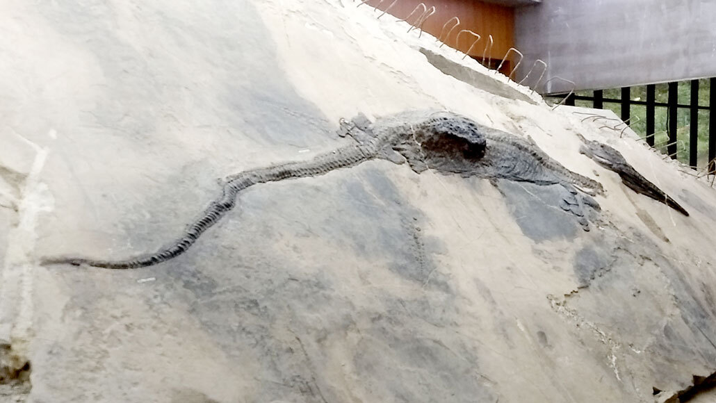 Το τελευταίο γεύμα του ιχθυόσαυρου, πριν από… 230 εκατ. χρόνια