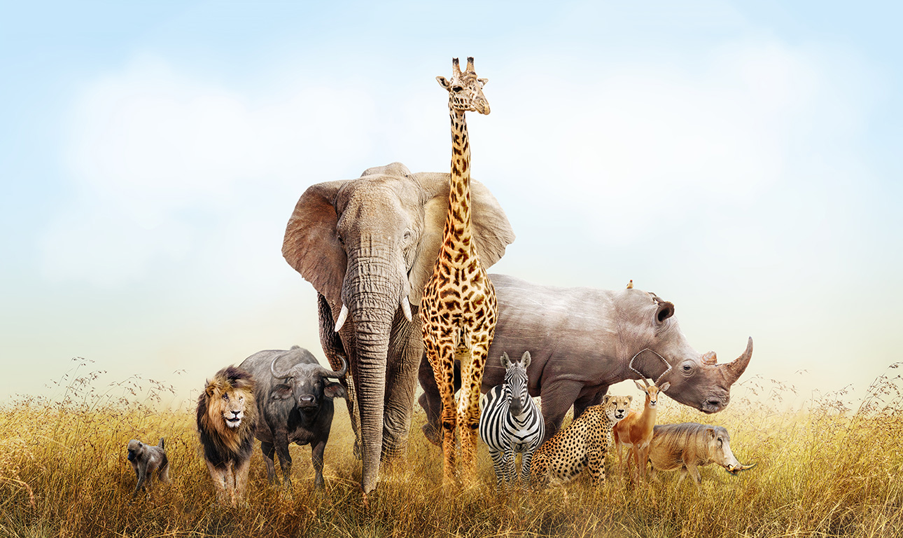 Καμπανάκι κινδύνου για τα θηλαστικά του πλανήτη