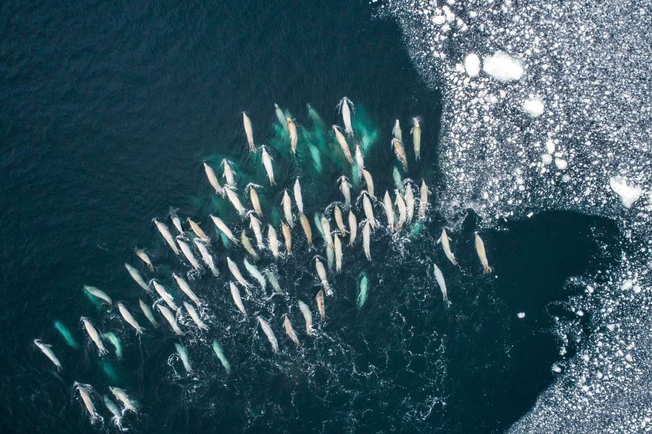 Κατηγορία «Πλανήτης σε κίνδυνο». Φώκιες τρέφονται με μικρά γαριδάκια στην Ανταρκτική