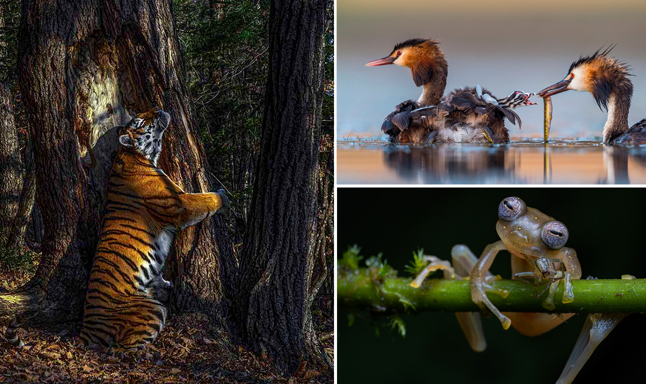 Η τίγρη που ξύνεται και άλλες εικόνες άγριας ζωής