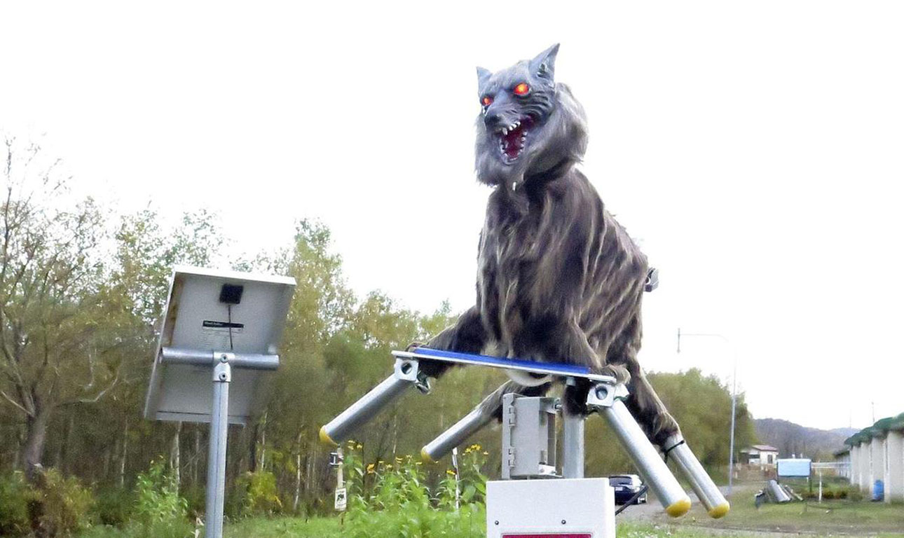 Λύκοι-σκιάχτρα εναντίον αρκούδων