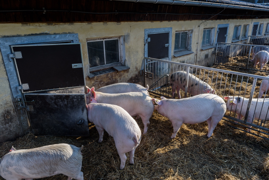 Ακόμα και το βιολογικό κρέας βλάπτει σοβαρά το κλίμα