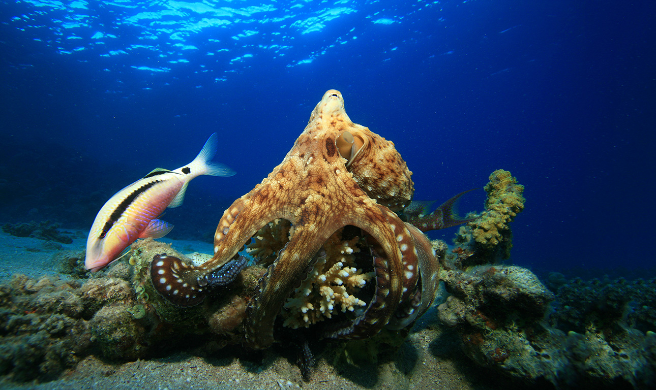 Τα χταπόδια κάνουν μπούλινγκ στα ψάρια!