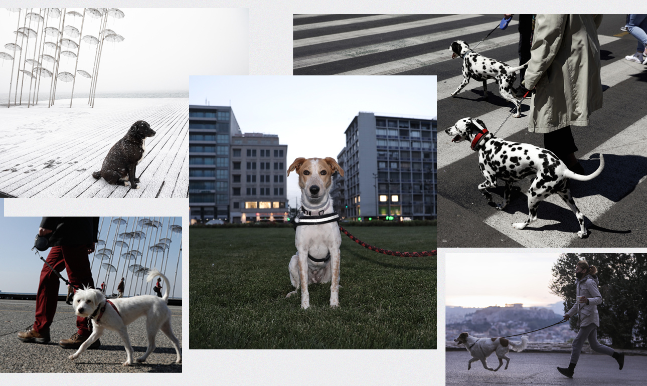 Από τα απομνημονεύματα ενός σκύλου