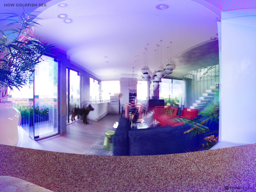 Πώς βλέπουν τον κόσμο τα κατοικίδιά μας;