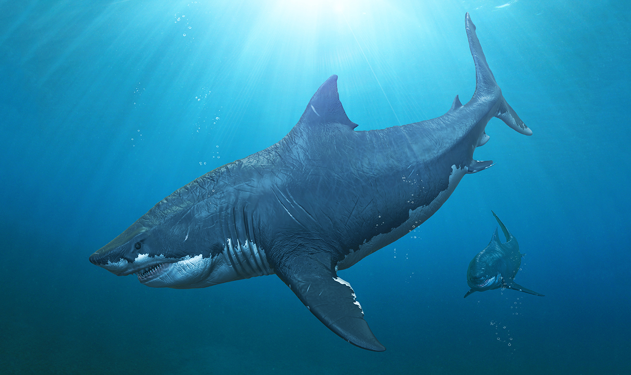 Τα μωρά του Μεγαλόδοντα ήταν… γίγαντες και έτρωγαν τ’ αδέλφια τους!