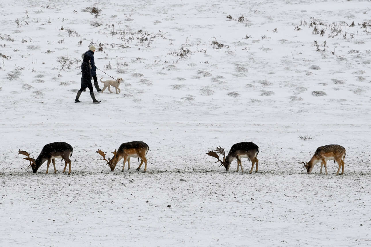 Βρετανία. Συγχρονισμένα τα ελάφια αναζητούν κάτω από το χιόνι την τροφή, το ζευγάρι των περιπατητών αδιαφορεί και ο σκύλος τους απλώς χαζεύει