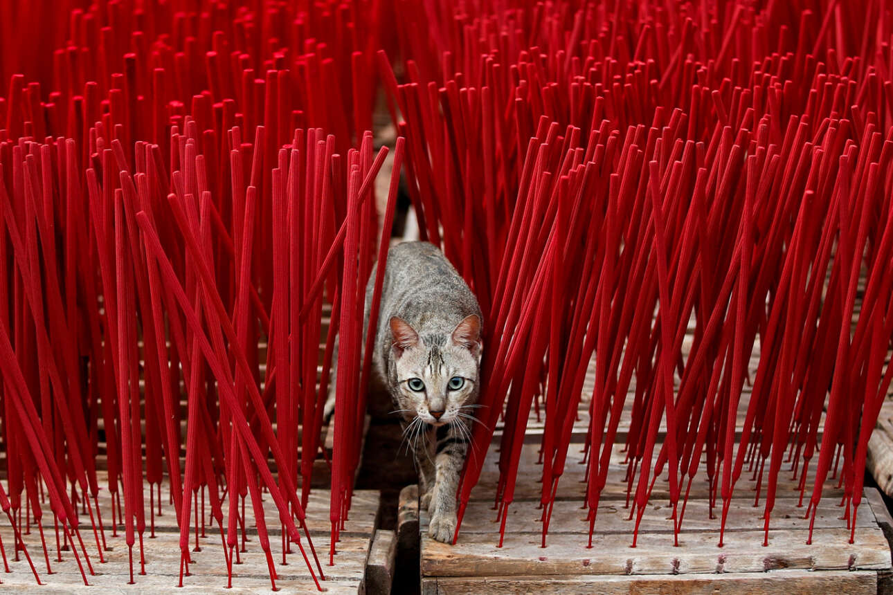 Τζακάρτα, Ινδονησία. Η γάτα δεν ξέρει ότι αυτά τα κόκκινα «ξυλαράκια», αφού στεγνώσουν, θα καούν και θα μοσχοβολήσει θυμίαμα. Κινείται από ένστικτο, αφού της αρέσει να τη λιβανίζουν