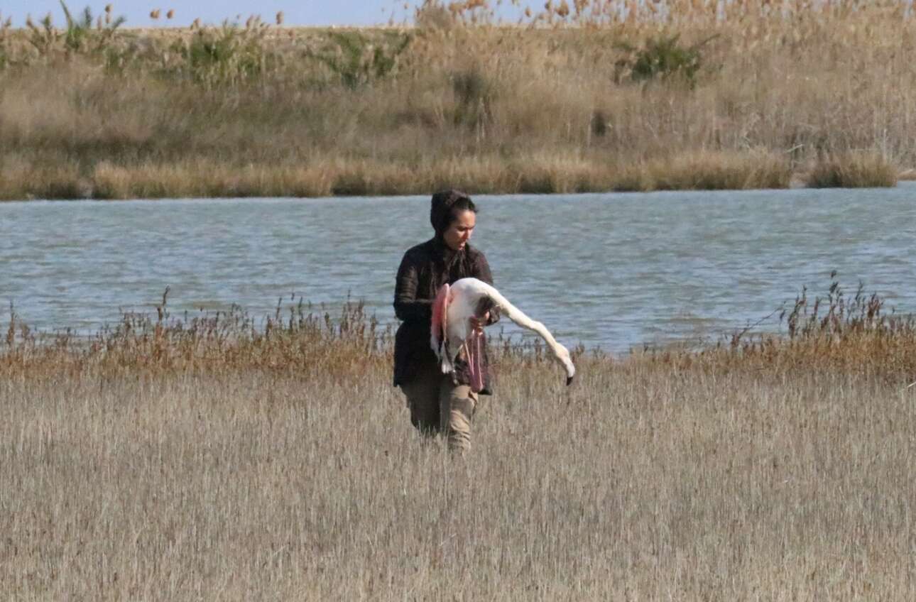 Εγκλημα στη Χαλκιδική: Δεκάδες φλαμίνγκο νεκρά στη λιμνοθάλασσα του Αγίου Μάμα