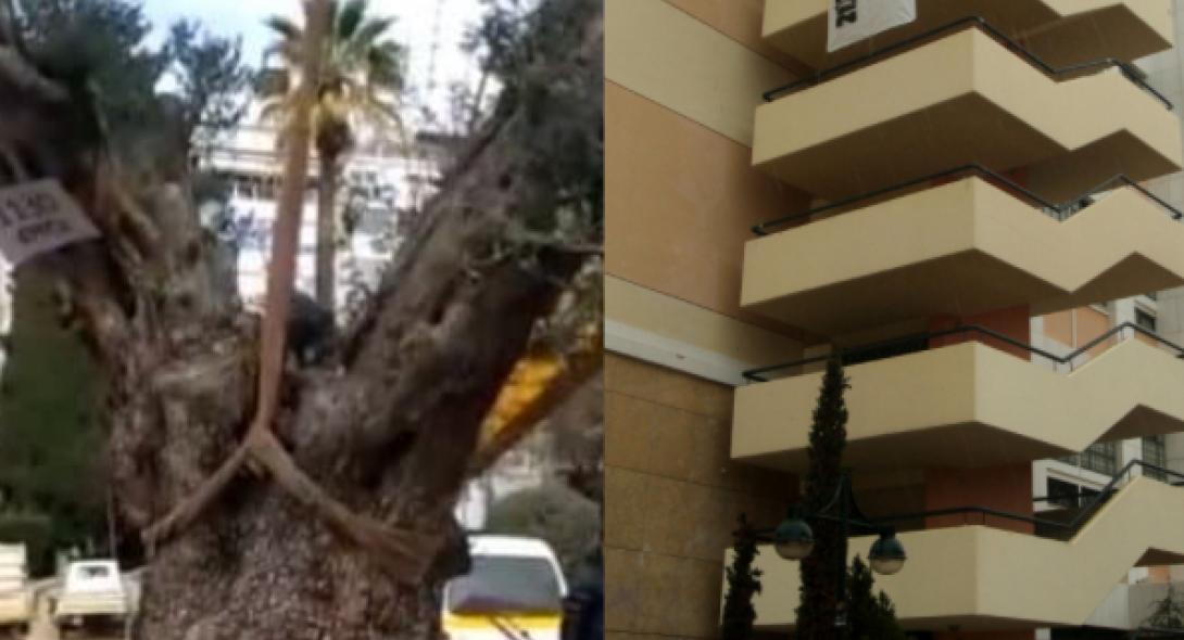 Ελιά 600 ετών μεταφυτεύτηκε έξω από τη Νομική της Αθήνας