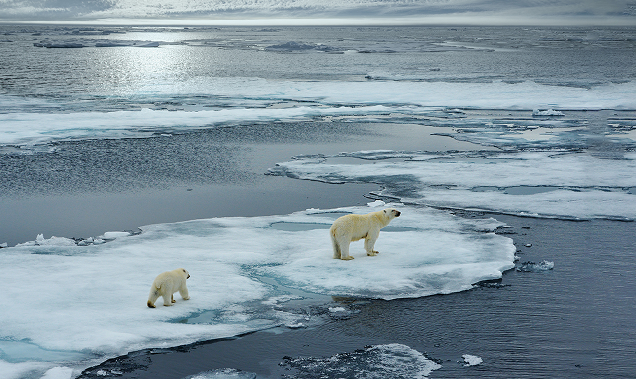 Μαζί με τους πάγους εξαφανίζονται πολικές αρκούδες και φάλαινες