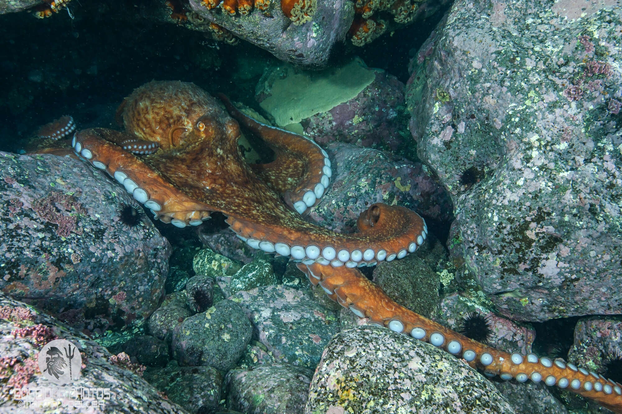 Τα πλοκάμια του χταποδιού έχουν νοημοσύνη