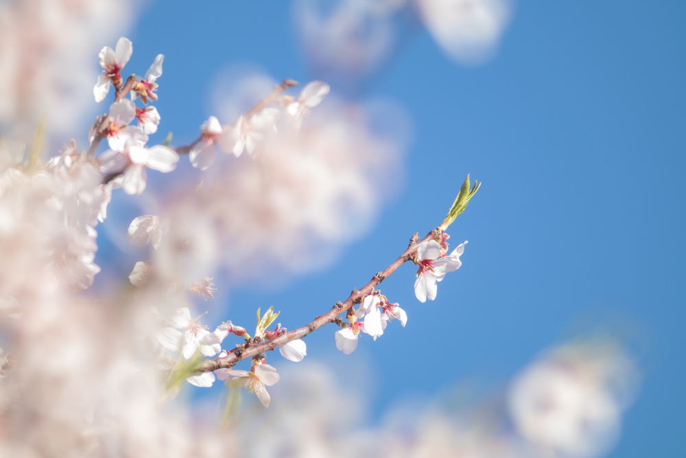 Αμυγδαλιά και τελευταίο κλάμα
