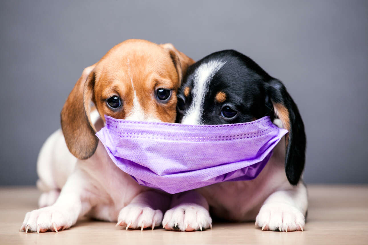 Tεστ κορονοϊού σε σκύλους και γάτες ξεκινά η Νότια Κορέα