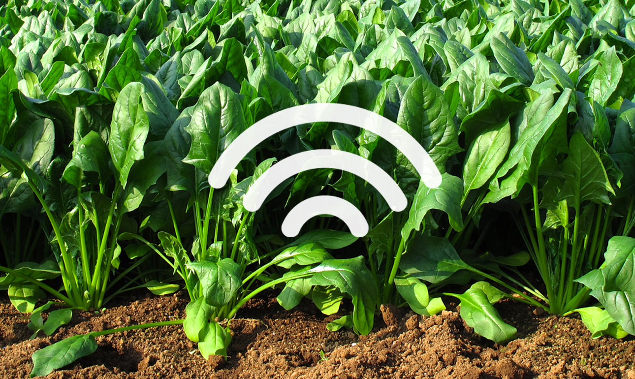 Τα σπανάκια θα στέλνουν e-mail στους αγρότες για το χωράφι!