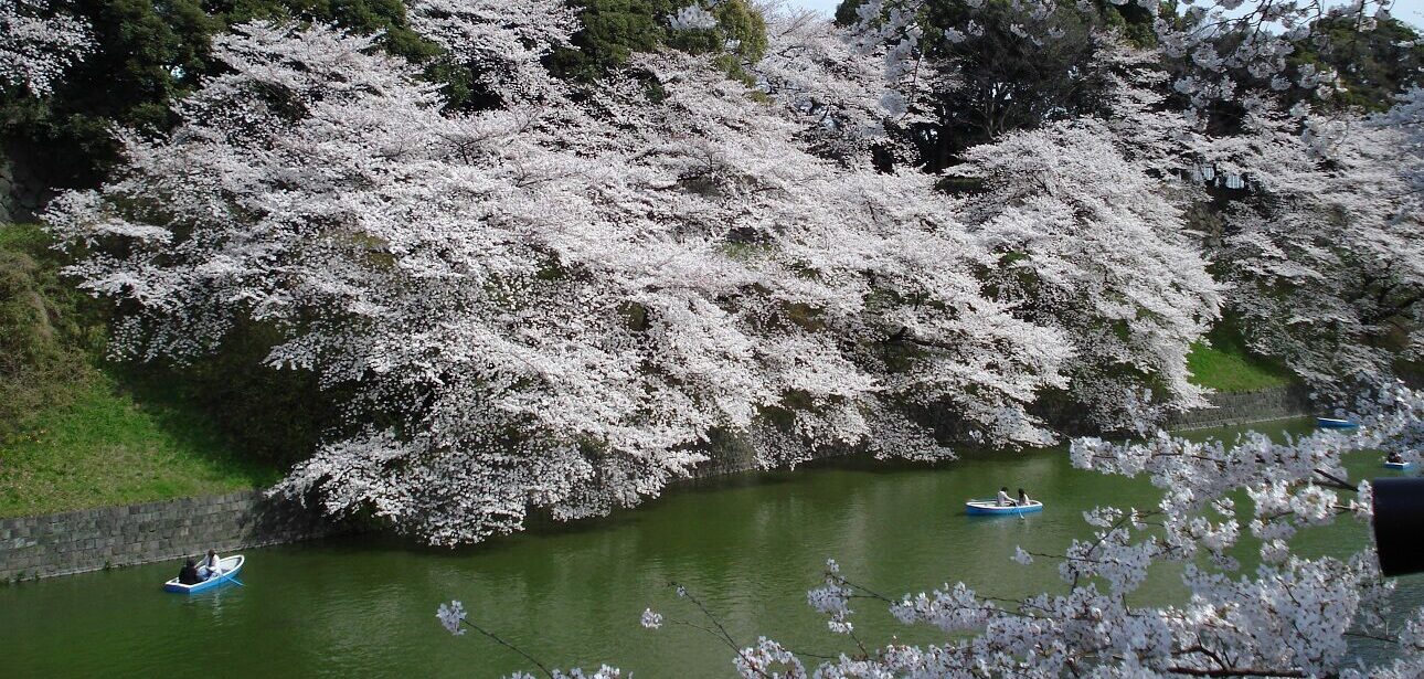 Ιαπωνικά πικ-νικ κάτω από τις ανθισμένες κερασιές