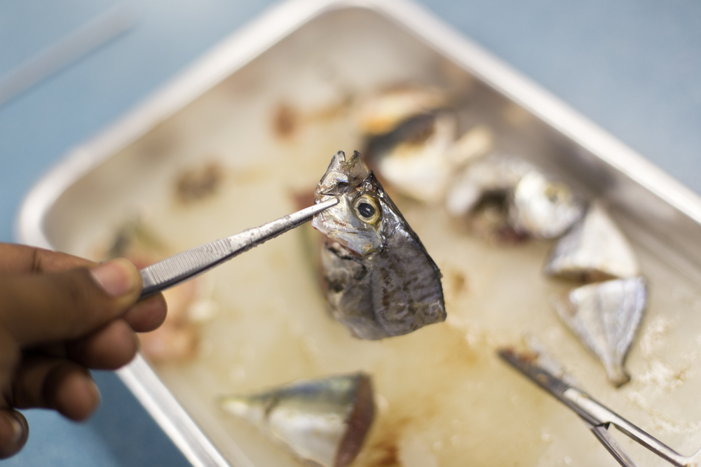 Απάτες στα ψαρικά σε παγκόσμια κλίμακα – και στην Ελλάδα