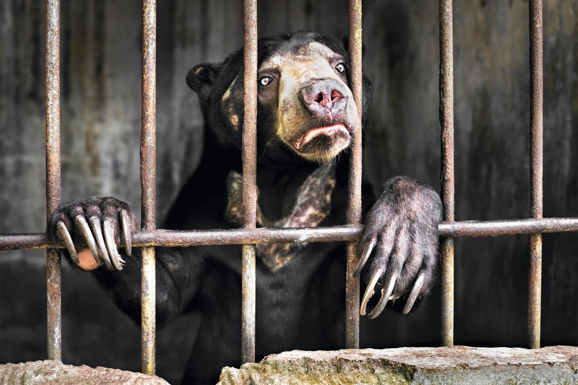 Μια αρκούδα στέκεται πίσω από τα κάγκελα του κλουβιού της στον ζωολογικό κήπο της πόλης Medan, στην Σουμάτρα. Τα στελέχη του ζωολογικού κήπου υποστηρίζουν ότι οι αρκούδες που βρίσκονται εκεί γεννήθηκαν σε συνθήκες αιχμαλωσίας. Όμως διαπιστώθηκε ότι μια αρκούδα είχε γεννήσει πρόσφατα ένα μικρό το οποίο δεν βρίσκεται εκεί, γεγονός που υποδεικνύει ότι αιχμαλωτίστηκε σε κάποια ενέδρα. Η αποψίλωση των δασών στην Σουμάτρα έχει κάνει τις αρκούδες ευάλωτες και διευκολύνει το κυνήγι τους και το παράνομο εμπόριο τους. Στην Κίνα και το Βιετνάμ δημιουργούνται συνεχώς «φάρμες χολής αρκούδων». Εκεί αποσπάται από το ήπαρ των αρκούδων υγρό που χρησιμοποιείται σε παραδοσιακές ιατρικές πρακτικές της ανατολικής Ασίας. Το 2017 δημιουργήθηκε στην Σουμάτρα η οργάνωση προστασίας αρκούδων The Sumatran Sun Bear Team η οποία έχει ζητήσει από τον ζωολογικό κήπο στην Medan να της επιτρέψει να φροντίσει τις αρκούδες που υπάρχουν εκεί