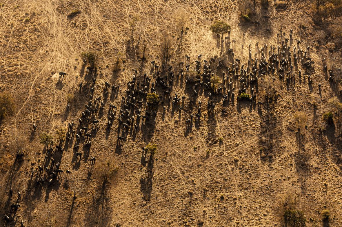 Αυτή η φωτογραφία του 2015 δείχνει τον εναπομείναντα πληθυσμό ελεφάντων στο Εθνικό Πάρκο Zakouma του Τσαντ. Μέσα σε διάστημα μόλις δέκα ετών από το 2000 ως το 2010 ο πληθυσμός των ελεφάντων στην περιοχή από 4.300 μειώθηκε στους 450 εξαιτίας της εξόντωσης τους από λαθροκυνηγούς ελεφαντόδοτου από το γειτονικό Σουδάν. Από το 2010 ως το 2015 χάθηκαν άλλοι 50 ελέφαντες αλλά στην συνέχεια τα μέτρα που ελήφθησαν οδήγησαν στην προστασία τους και έχει ξεκινήσει η σταδιακή αύξηση του αριθμού τους