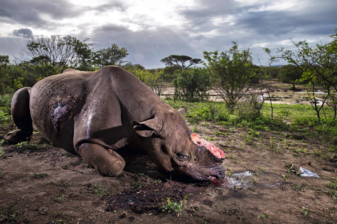 O φωτογραφικός φακός καταγράφει στο Πάρκο Hluhluwe-Imfolozi στην Νότια Αφρική έναν νεκρό ρινόκερο από τον οποίο έχουν αφαιρεθεί τα κέρατα του. Το συγκεκριμένο πάρκο έγινε διάσημο επειδή αποτέλεσε τον τόπο προστασίας και αναπαραγωγής του σπάνιου λευκού ρινόκερου που για έναν αιώνα κυνηγήθηκε ανελέητα από τους αποίκους της χώρας. Οι εικονιζόμενος ρινόκερος έπεσε θύμα ενέδρας την νύχτα δίπλα σε έναν νερόλακο όπου είχε πάει προφανώς για να ξεδιψάσει. Οι λαθροκυνηγοί χτύπησαν από μακριά με όπλο με σιγαστήρα τον ρινόκερο και όταν αυτός έπεσε κάτω τον πλησίασαν και του έδωσαν την χαριστική βολή. Μέσα σε λίγα λεπτά απέσπασαν τα κέρατα και τα νύχια του τα οποία θα περάσουν παράνομα, αρχικά στην γειτονική Μοζαμβίκη και από εκεί θα καταλήξουν πιθανότατα στο Βιετνάμ ή την Κίνα όπου θα χρησιμοποιηθούν σε παραδοσιακές ιατρικές πρακτικές. Η κερατίνη που διαθέτουν τα νύχια και τα κέρατα του ρινόκερου πιστεύεται ότι έχουν σχεδόν μαγικές ιδιότητες, για αυτό και η λαθροθηρία του είδους αυτού είναι πολύ εκτεταμένη