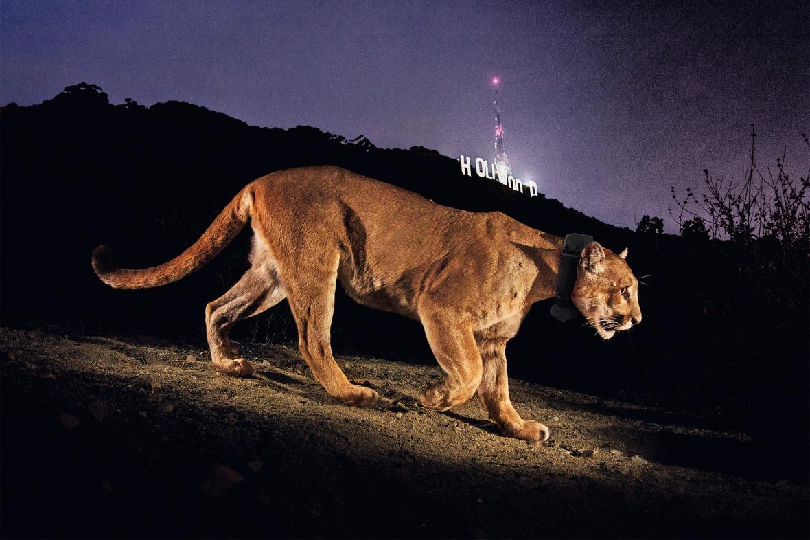 Στις ορεινές περιοχές πέριξ του Λος Άντζελες εξακολουθούν να υπάρχουν πληθυσμοί των αποκαλούμενων λιονταριών της Αμερικής που είναι πιο γνωστά με τα ονόματα κούγκαρ και πούμα. Τα συγκεκριμένα αιλουροειδή δεν πλησιάζουν τις αστικές περιοχές. Όμως το 2012 ένα αρσενικό επισκέφθηκε το Πάρκο Γκρίφιθ στο Λος Άντζελες και φωτογραφήθηκε με φόντο το σήμα κατατεθέν της πόλης, την πινακίδα του Χόλιγουντ