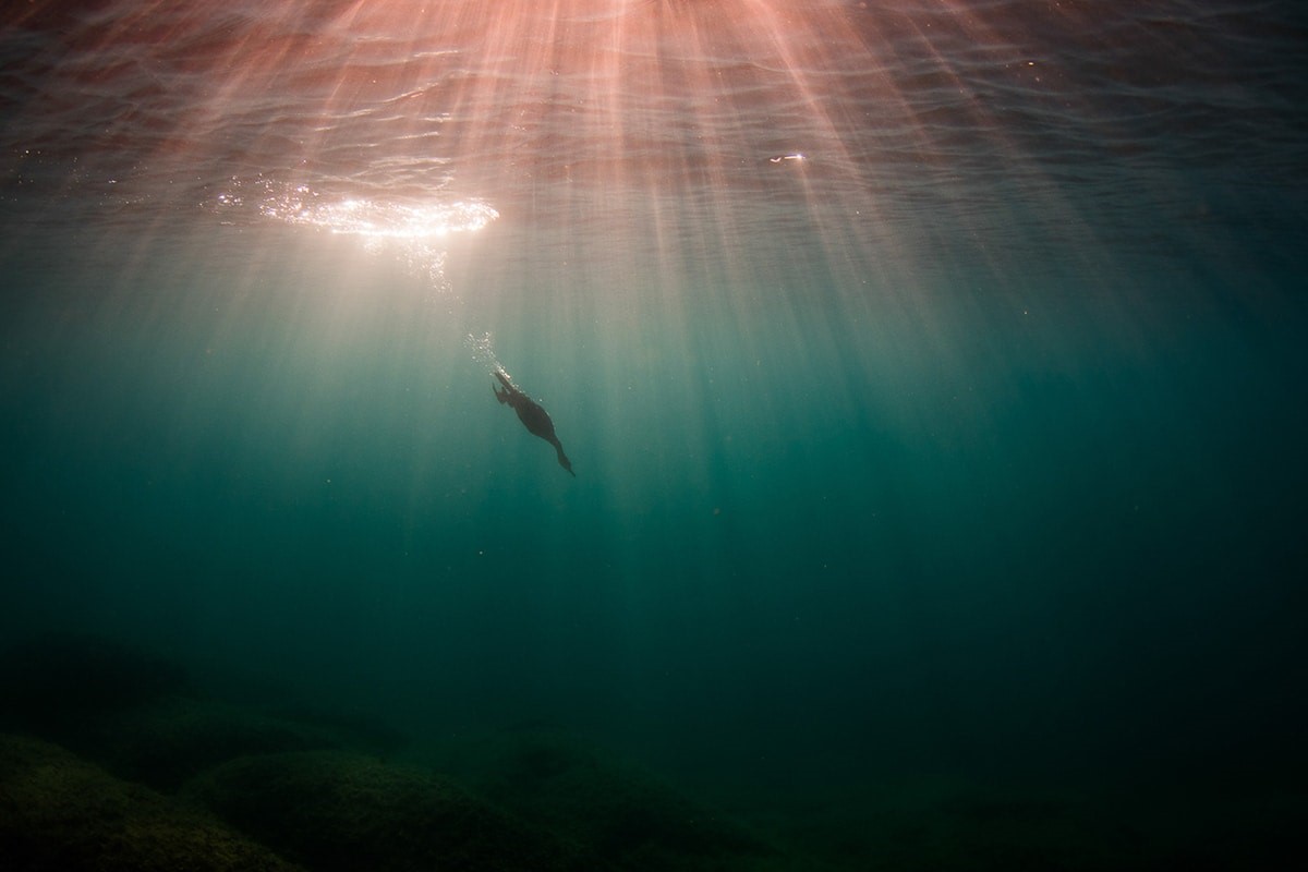 Ένας θαλασσοκόρακας καταδύεται στην θάλασσα του νησιού Krk στην Κροατία 