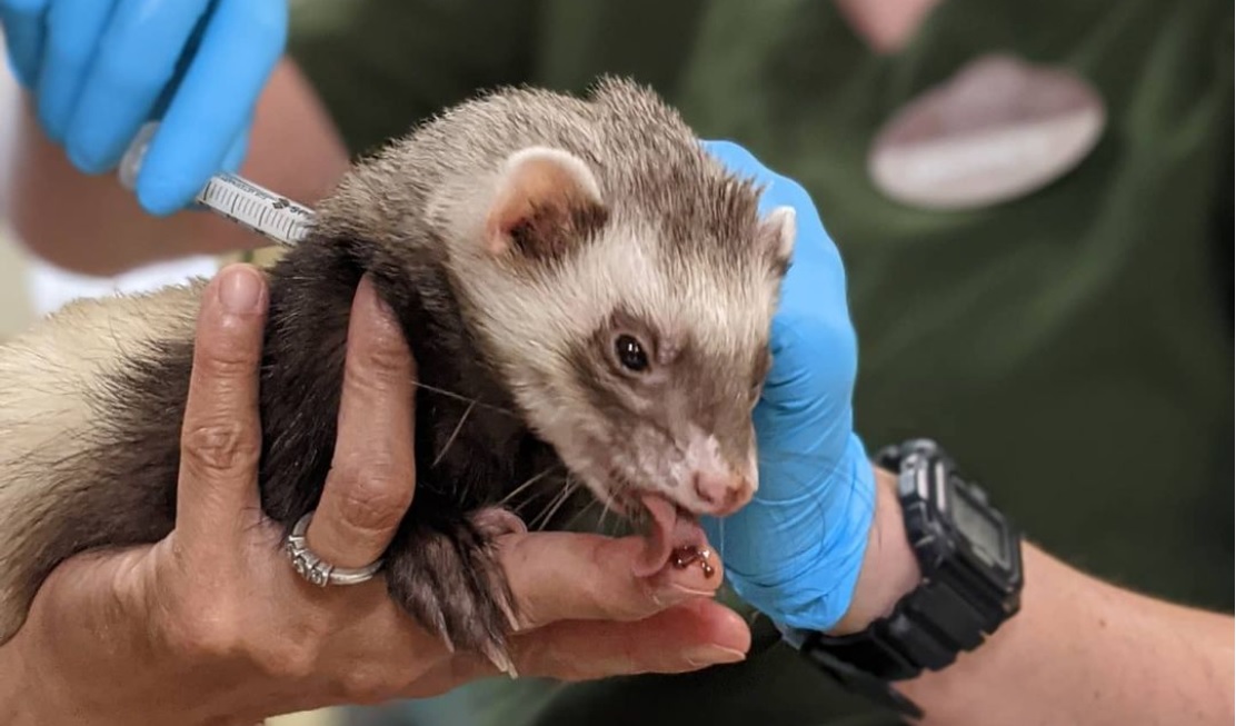Οκλαντ: Εμβολιασμός για κορονοϊό στον ζωολογικό κήπο